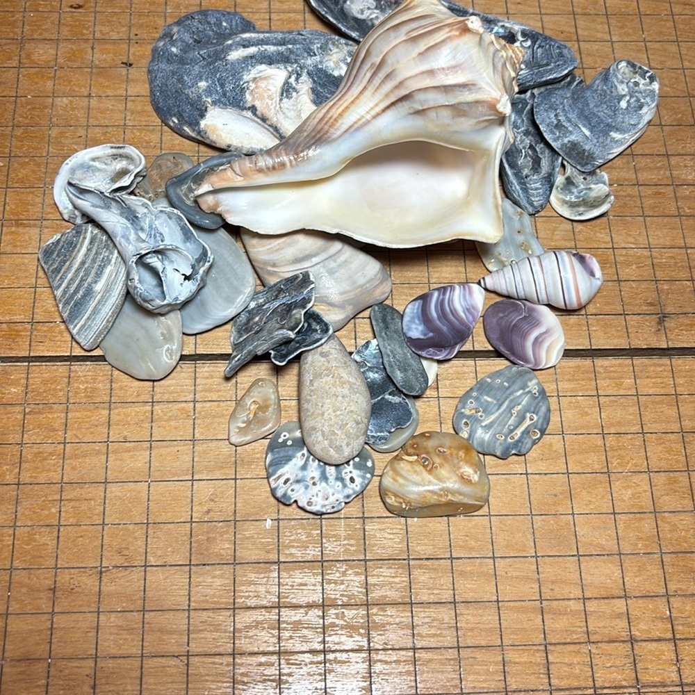 Whelk Shell 4.25”Lx3.25”Wx2.25”H w Weathered Oyster Gray Seashell Stone Mix